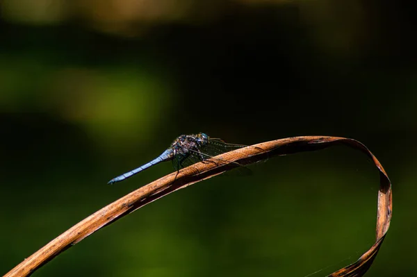 Detailní Pohled Krásný Hmyz — Stock fotografie