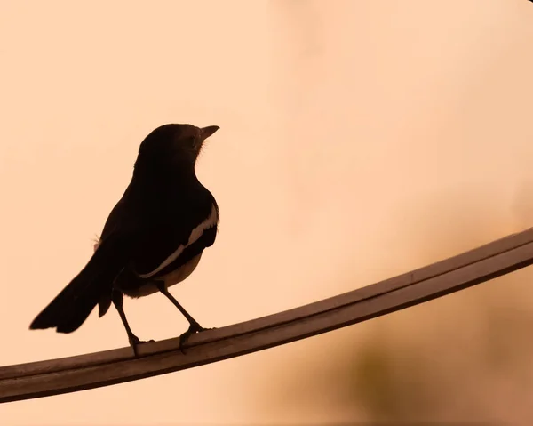 Hermoso Tiro Pájaro Hábitat Natural — Foto de Stock