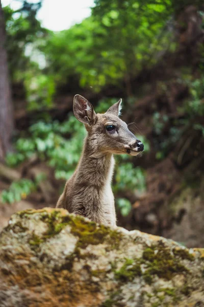 Cervos Jovens Floresta — Fotografia de Stock