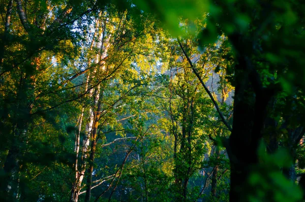 Krásný Podzimní Les Stromy Listy — Stock fotografie