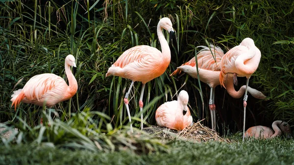 Flamingo Rosa Parque — Fotografia de Stock