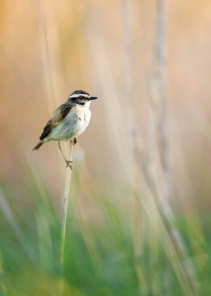 Vogel Auf Einem Ast Wald — Stockfoto