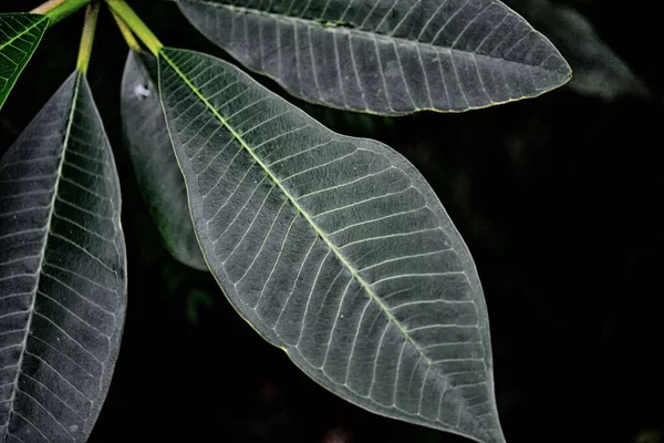 Siyah Arkaplanda Yeşil Yapraklar — Stok fotoğraf