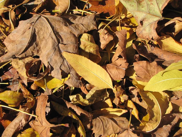 Folhas Outono Amarelo Textura Fundo — Fotografia de Stock