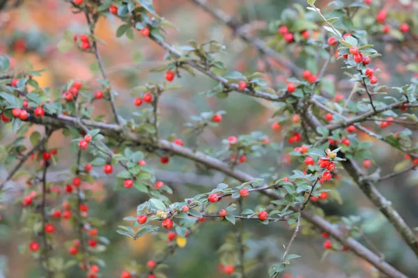 Baies Rouges Sur Une Branche Arbre — Photo