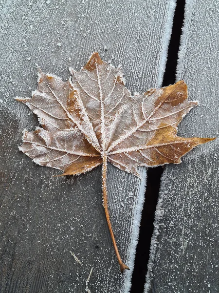 Hojas Otoño Suelo —  Fotos de Stock