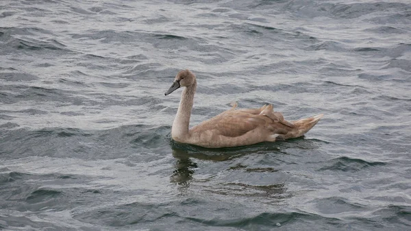 Een Zwaan Het Meer — Stockfoto