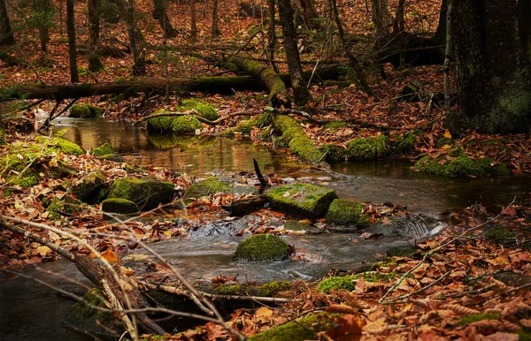 Bela Floresta Outono Com Árvores Folhas — Fotografia de Stock