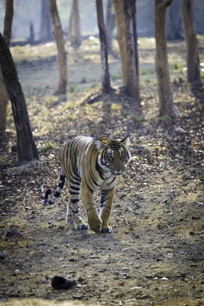 Nahaufnahme Eines Tigers Der Wald Spaziert — Stockfoto