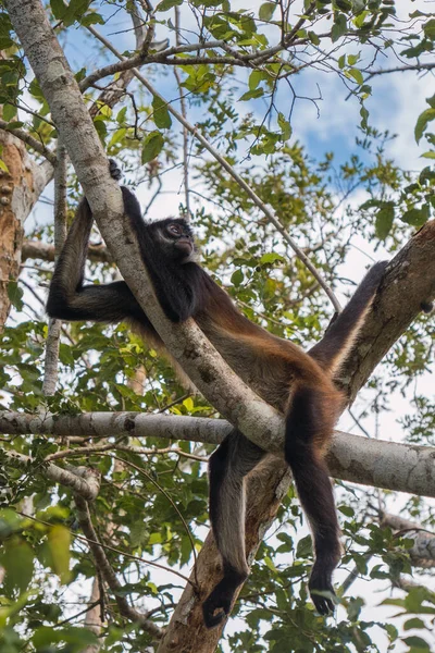 Zbliżenie Strzał Słodkie Orangutan — Zdjęcie stockowe