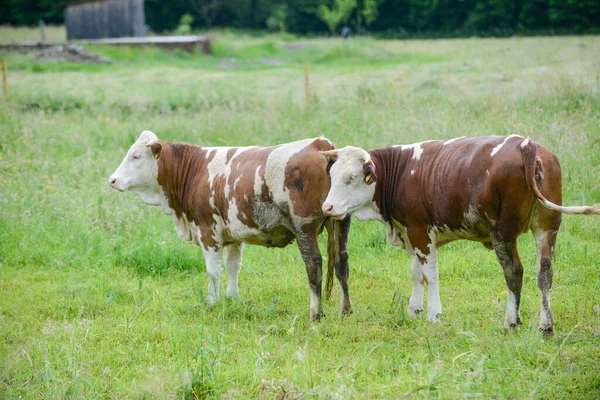 Vacas Pasto Verano —  Fotos de Stock