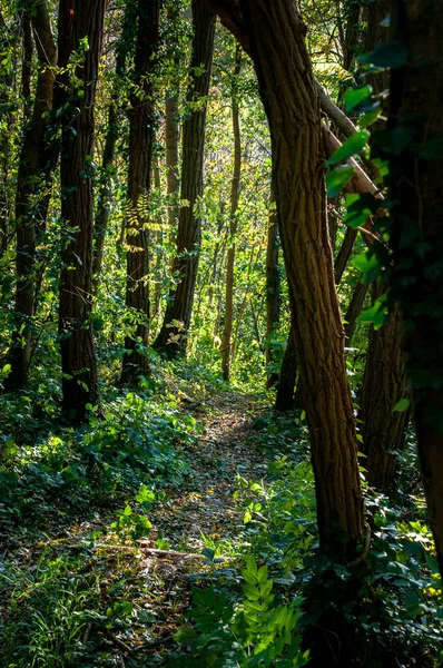 Vacker Skog Parken Natur Bakgrund — Stockfoto