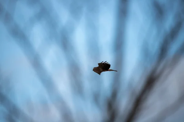 Птах Літає Небі — стокове фото