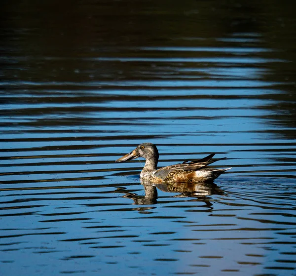 水の中で泳ぐ若いアヒルの美しいショット — ストック写真