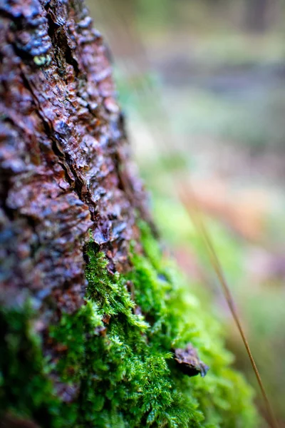 Musgo Verde Árvore — Fotografia de Stock