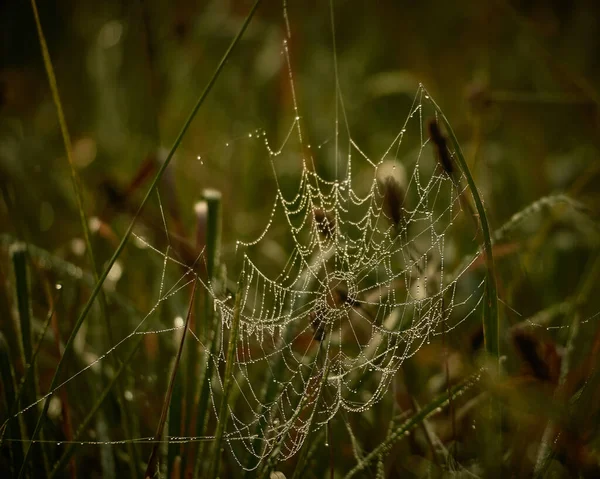 Toile Araignée Avec Gouttes Rosée Sur Herbe — Photo