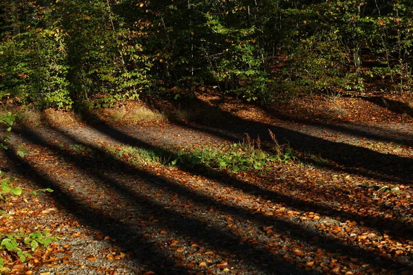 Όμορφο Φθινόπωρο Δάσος Δέντρα Και Φύλλα — Φωτογραφία Αρχείου