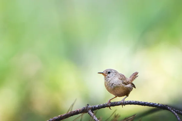 鳥のクローズアップショット — ストック写真