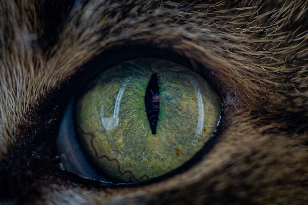고양이 초상화 가까이 — 스톡 사진
