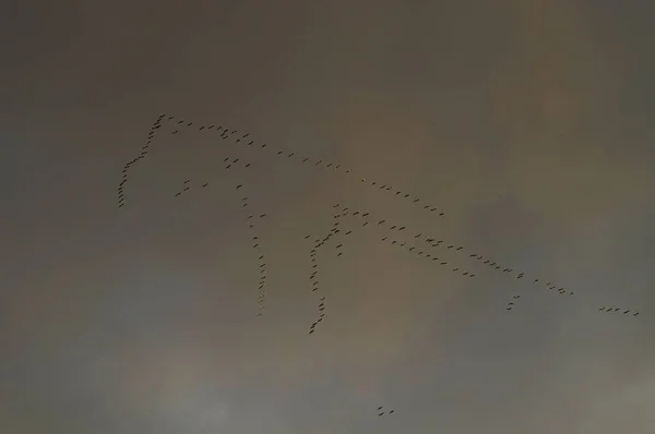 Flock Birds Sky — Stock Photo, Image