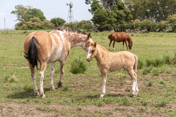 田舎の馬 — ストック写真