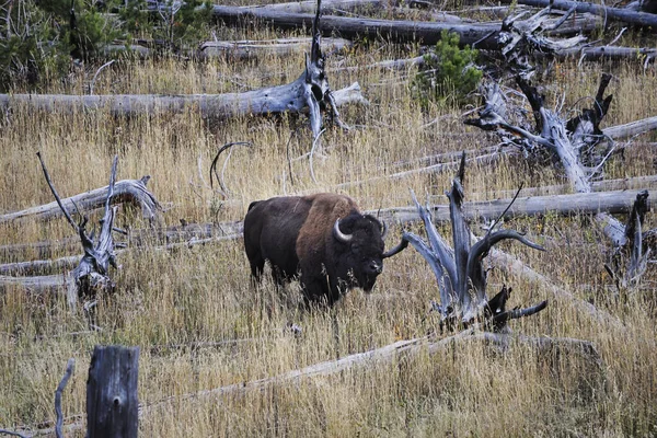 Bison Dans Nature Nature — Photo