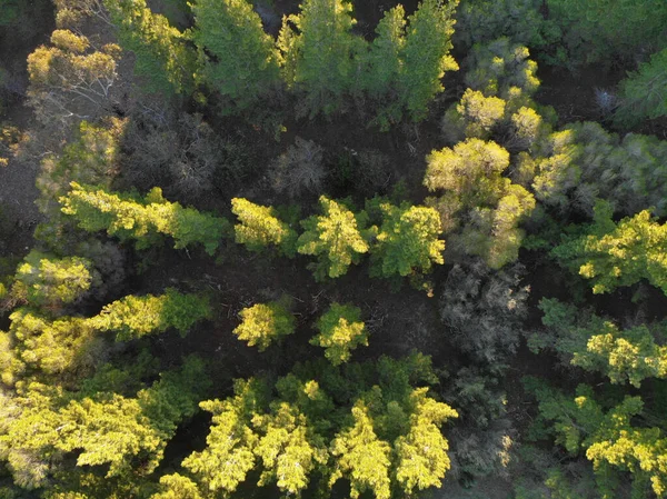 Belle Vue Sur Forêt — Photo