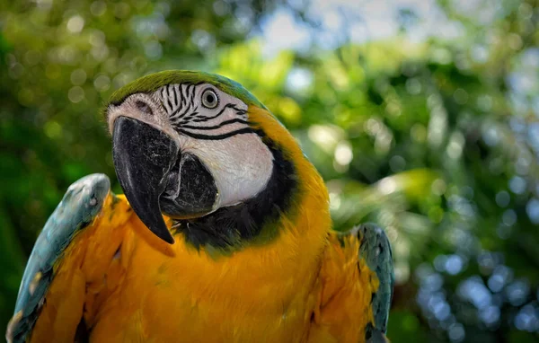 Zblízka Modrooký Macaw — Stock fotografie