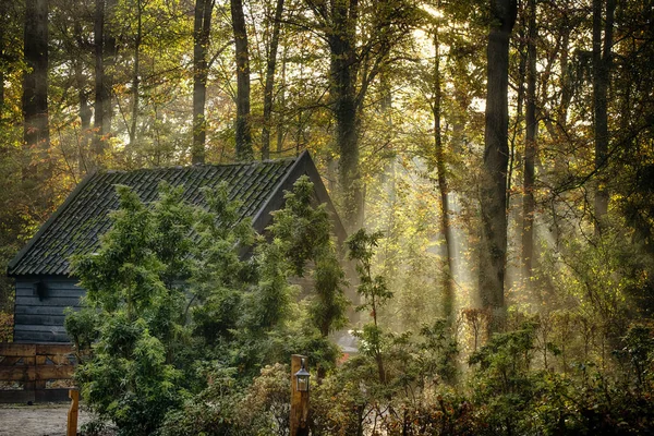 Oud Houten Huis Het Bos — Stockfoto