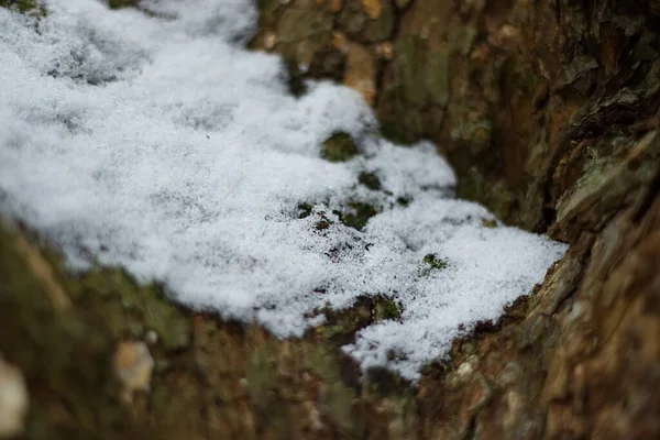 森の中の雪に覆われた木 — ストック写真