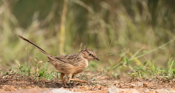 Close Bird Natural Habitat — Stock Photo, Image