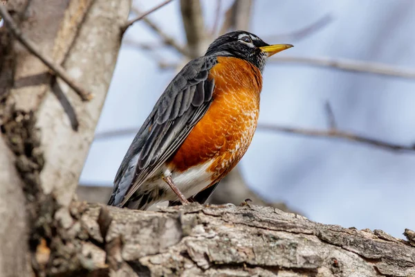 Vacker Fågelbild Naturlig Miljö — Stockfoto