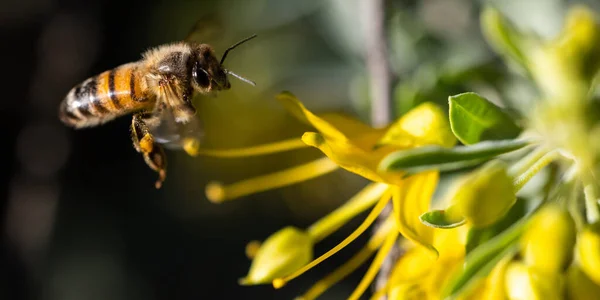 蜜蜂在花朵上采蜜 — 图库照片