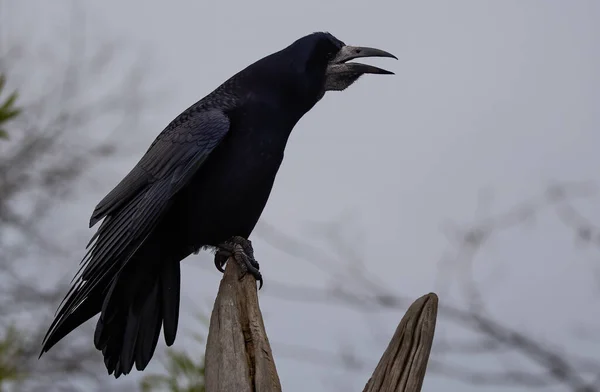 Close Bird Natural Habitat — Stock Photo, Image