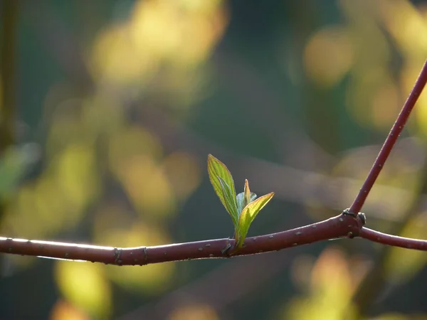 Groene Knoppen Met Bladeren Een Wazige Achtergrond — Stockfoto