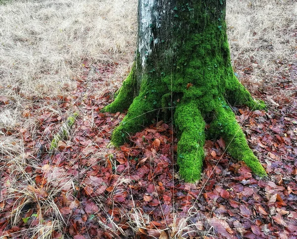 森の緑の苔 — ストック写真