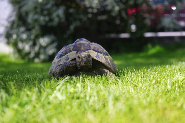 Schildkröte Auf Dem Gras — Stockfoto