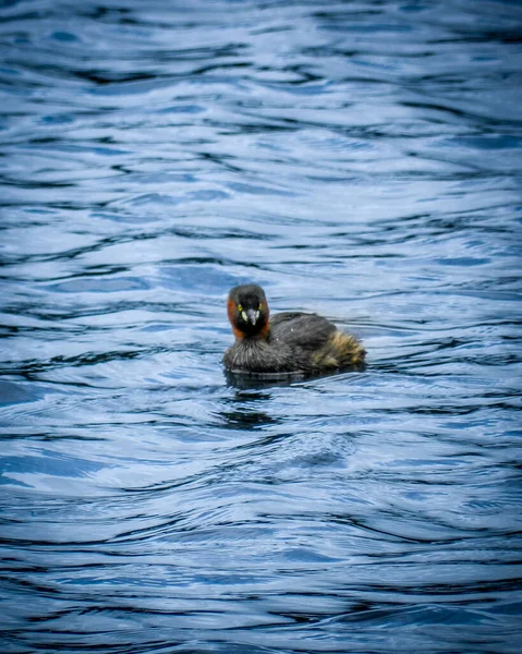 Une Belle Vue Sur Canard Dans Lac — Photo