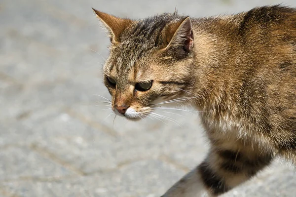 Chat Dans Rue — Photo