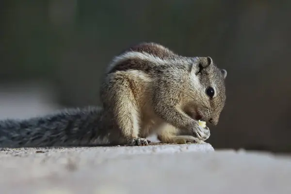 Nahaufnahme Eines Niedlichen Eichhörnchens Auf Einem Felsen — Stockfoto