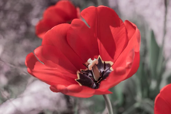 Красива Червона Макова Квітка Саду — стокове фото