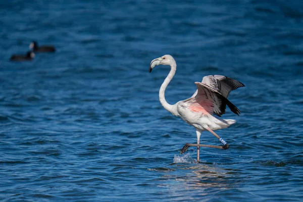 Flack Seagulls Water — стоковое фото