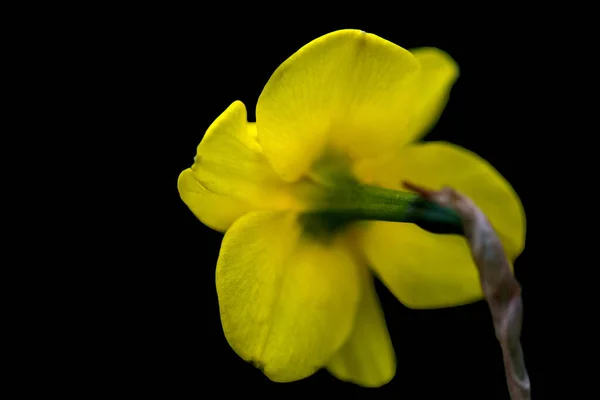 Κίτρινο Λουλούδι Μαύρο Φόντο — Φωτογραφία Αρχείου