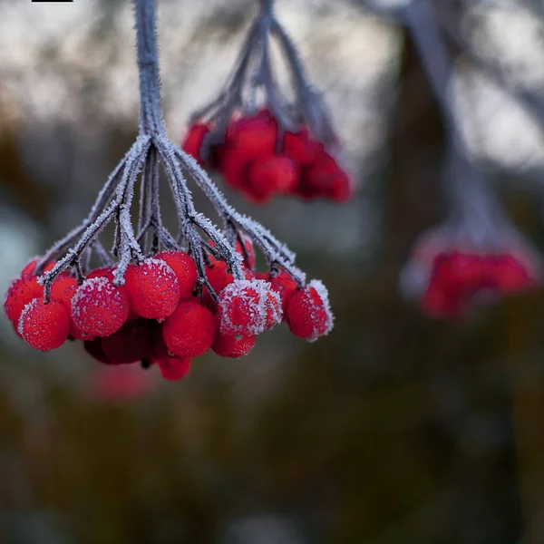 Rote Beeren Auf Einem Zweig Schnee — Stockfoto