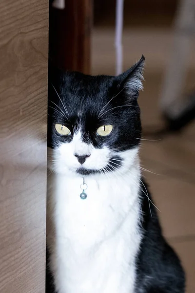 大きな目をした黒と白の猫 — ストック写真
