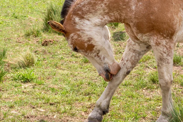 Caballos Campo —  Fotos de Stock