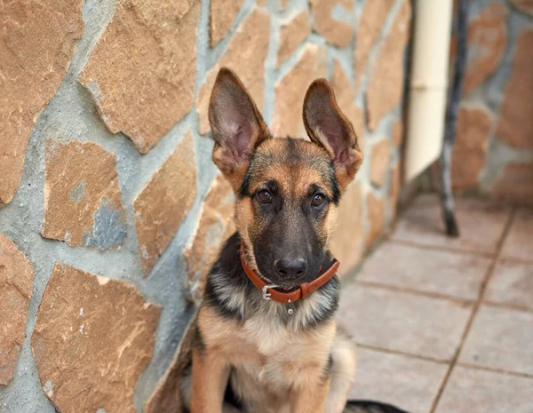 Şirin Köpeğin Yakın Çekim Görüntüsü — Stok fotoğraf