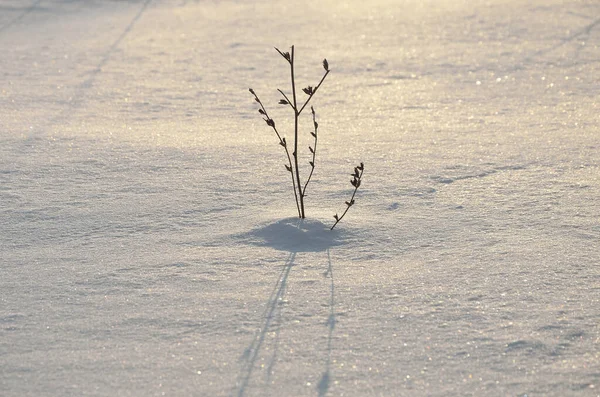Pokryta Śniegiem Trawa Parku — Zdjęcie stockowe