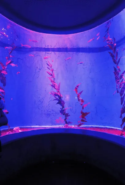 Красочный Фон Красивой Подводной Сценой — стоковое фото