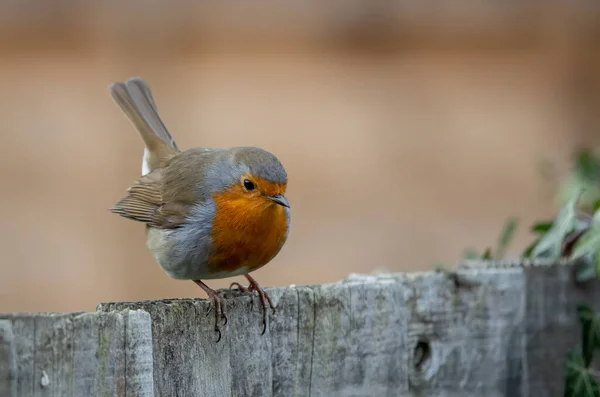 自然生息地で鳥のクローズアップ — ストック写真